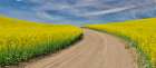 USA, Washington State, Palouse. Dirt road cutting through canola field Art Print